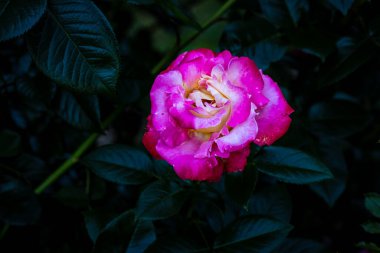 Çiçek açan güzel kokulu gül. Washington Park Gül Bahçesi, Portland, Oregon