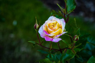 Çiçek açan güzel kokulu gül. Washington Park Gül Bahçesi, Portland, Oregon