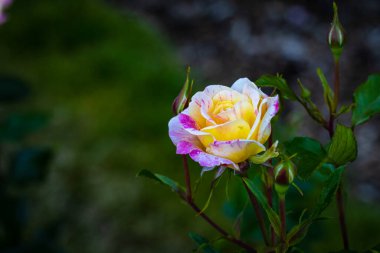 Çiçek açan güzel kokulu gül. Washington Park Gül Bahçesi, Portland, Oregon