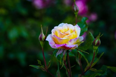 Çiçek açan güzel kokulu gül. Washington Park Gül Bahçesi, Portland, Oregon