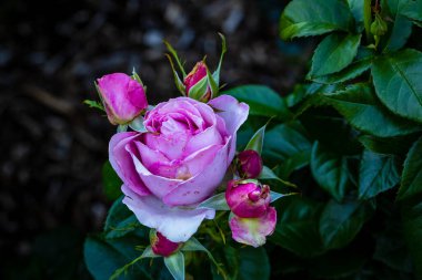 Çiçek açan güzel kokulu gül. Washington Park Gül Bahçesi, Portland, Oregon