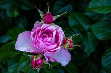 Çiçek açan güzel kokulu gül. Washington Park Gül Bahçesi, Portland, Oregon