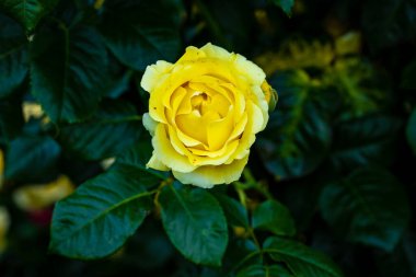 Çiçek açan güzel kokulu gül. Washington Park Gül Bahçesi, Portland, Oregon