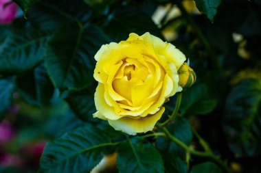 Çiçek açan güzel kokulu gül. Washington Park Gül Bahçesi, Portland, Oregon