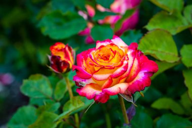 Çiçek açan güzel kokulu gül. Washington Park Gül Bahçesi, Portland, Oregon