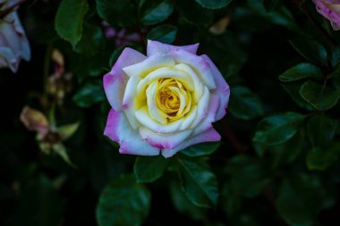 Çiçek açan güzel kokulu gül. Washington Park Gül Bahçesi, Portland, Oregon