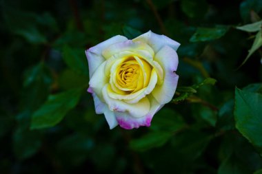 Çiçek açan güzel kokulu gül. Washington Park Gül Bahçesi, Portland, Oregon