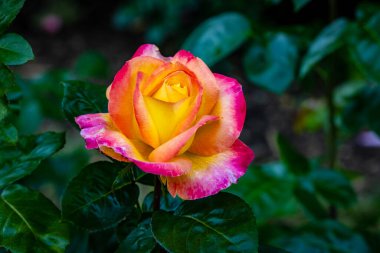 Çiçek açan güzel kokulu gül. Washington Park Gül Bahçesi, Portland, Oregon