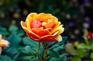 Çiçek açan güzel kokulu gül. Washington Park Gül Bahçesi, Portland, Oregon