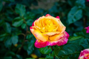 Çiçek açan güzel kokulu gül. Washington Park Gül Bahçesi, Portland, Oregon