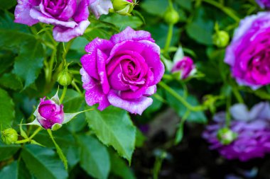 Çiçek açan güzel kokulu gül. Washington Park Gül Bahçesi, Portland, Oregon