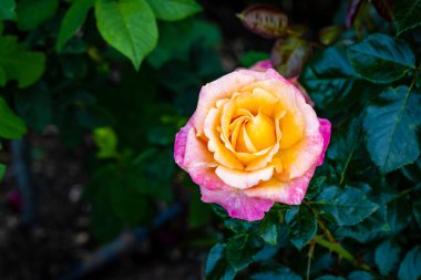 Çiçek açan güzel kokulu gül. Washington Park Gül Bahçesi, Portland, Oregon
