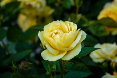 Çiçek açan güzel kokulu gül. Washington Park Gül Bahçesi, Portland, Oregon