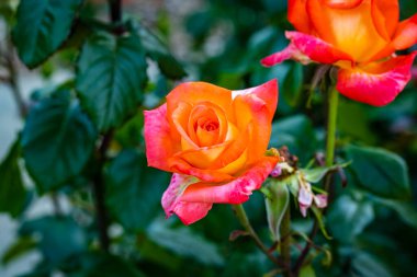 Çiçek açan güzel kokulu gül. Washington Park Gül Bahçesi, Portland, Oregon