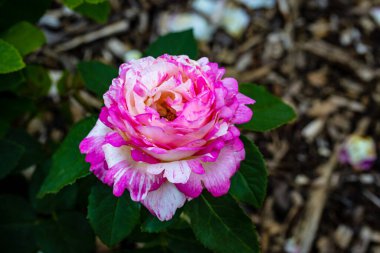 Çiçek açan güzel kokulu gül. Washington Park Gül Bahçesi, Portland, Oregon