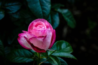 Çiçek açan güzel kokulu gül. Washington Park Gül Bahçesi, Portland, Oregon