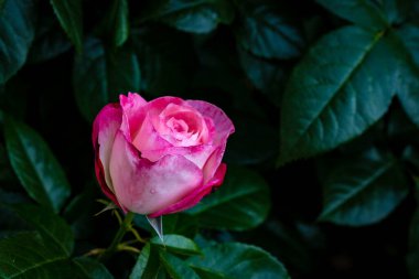 Çiçek açan güzel kokulu gül. Washington Park Gül Bahçesi, Portland, Oregon