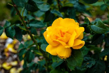 Çiçek açan güzel kokulu gül. Washington Park Gül Bahçesi, Portland, Oregon