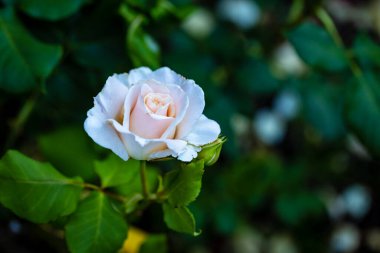 Çiçek açan güzel kokulu gül. Washington Park Gül Bahçesi, Portland, Oregon