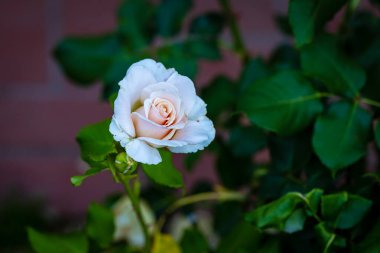 Çiçek açan güzel kokulu gül. Washington Park Gül Bahçesi, Portland, Oregon