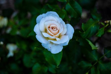 Çiçek açan güzel kokulu gül. Washington Park Gül Bahçesi, Portland, Oregon
