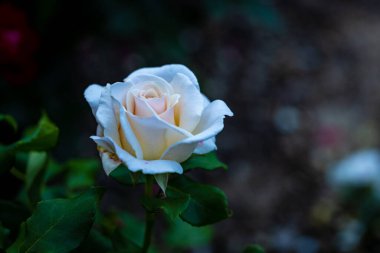 Çiçek açan güzel kokulu gül. Washington Park Gül Bahçesi, Portland, Oregon