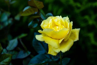 Çiçek açan güzel kokulu gül. Washington Park Gül Bahçesi, Portland, Oregon