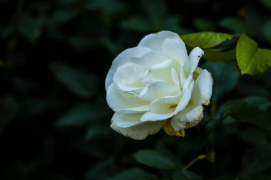 Çiçek açan güzel kokulu gül. Washington Park Gül Bahçesi, Portland, Oregon