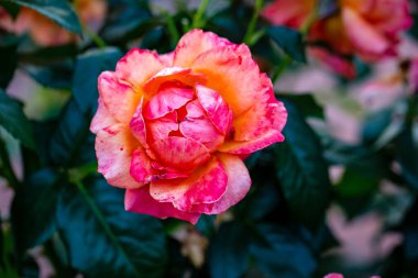 Çiçek açan güzel kokulu gül. Washington Park Gül Bahçesi, Portland, Oregon