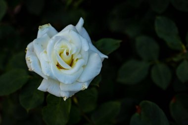 Çiçek açan güzel kokulu gül. Washington Park Gül Bahçesi, Portland, Oregon