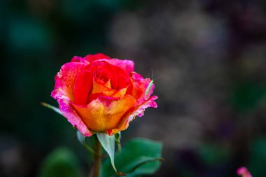 Çiçek açan güzel kokulu gül. Washington Park Gül Bahçesi, Portland, Oregon