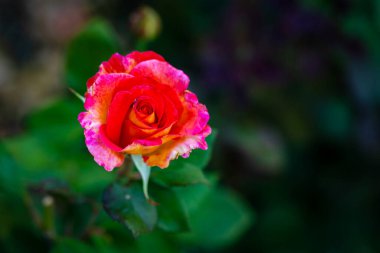 Çiçek açan güzel kokulu gül. Washington Park Gül Bahçesi, Portland, Oregon