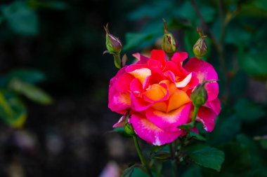Çiçek açan güzel kokulu gül. Washington Park Gül Bahçesi, Portland, Oregon