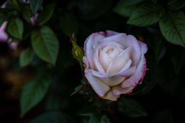 Çiçek açan güzel kokulu gül. Washington Park Gül Bahçesi, Portland, Oregon