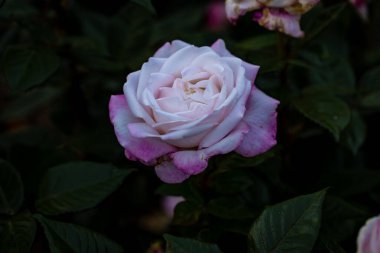 Çiçek açan güzel kokulu gül. Washington Park Gül Bahçesi, Portland, Oregon