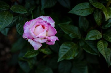 Çiçek açan güzel kokulu gül. Washington Park Gül Bahçesi, Portland, Oregon