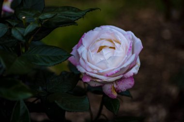 Çiçek açan güzel kokulu gül. Washington Park Gül Bahçesi, Portland, Oregon