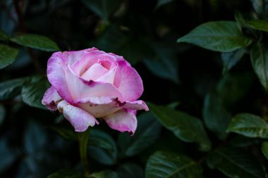 Çiçek açan güzel kokulu gül. Washington Park Gül Bahçesi, Portland, Oregon