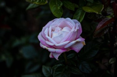 Çiçek açan güzel kokulu gül. Washington Park Gül Bahçesi, Portland, Oregon