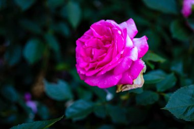 Çiçek açan güzel kokulu gül. Washington Park Gül Bahçesi, Portland, Oregon