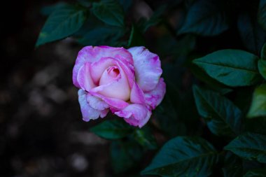 Çiçek açan güzel kokulu gül. Washington Park Gül Bahçesi, Portland, Oregon