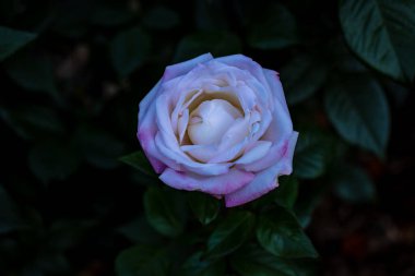 Çiçek açan güzel kokulu gül. Washington Park Gül Bahçesi, Portland, Oregon