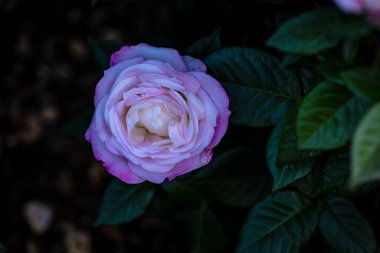 Çiçek açan güzel kokulu gül. Washington Park Gül Bahçesi, Portland, Oregon