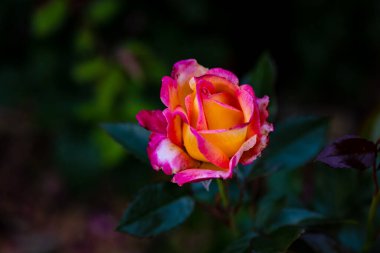 Çiçek açan güzel kokulu gül. Washington Park Gül Bahçesi, Portland, Oregon