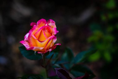 Çiçek açan güzel kokulu gül. Washington Park Gül Bahçesi, Portland, Oregon