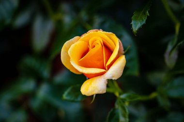 Çiçek açan güzel kokulu gül. Washington Park Gül Bahçesi, Portland, Oregon