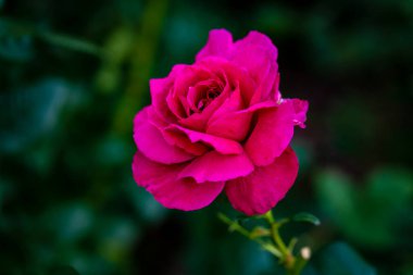 Çiçek açan güzel kokulu gül. Washington Park Gül Bahçesi, Portland, Oregon