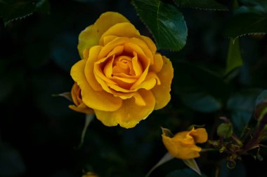 Çiçek açan güzel kokulu gül. Washington Park Gül Bahçesi, Portland, Oregon