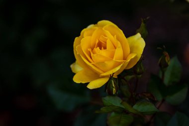 Çiçek açan güzel kokulu gül. Washington Park Gül Bahçesi, Portland, Oregon