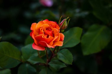 Çiçek açan güzel kokulu gül. Washington Park Gül Bahçesi, Portland, Oregon